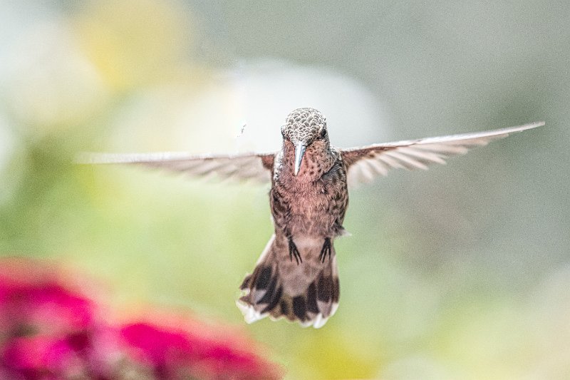 D85_1090-Edit.jpg - Anna's Hummingbird