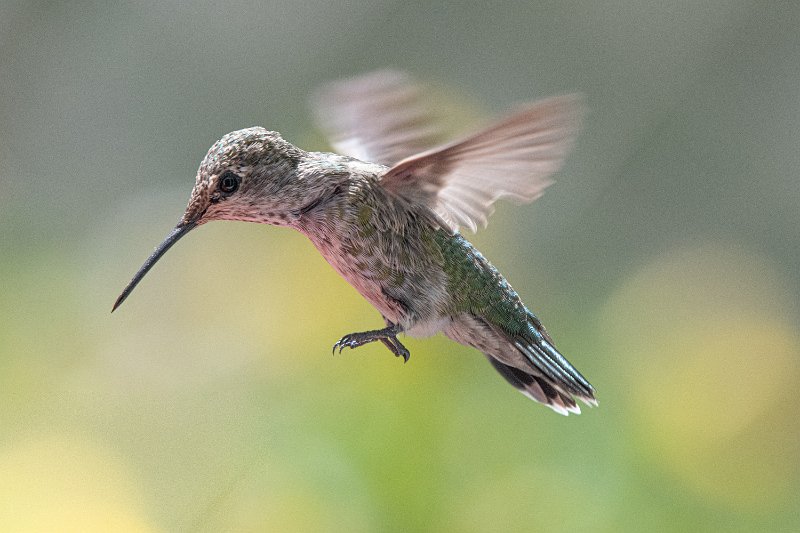 D85_1095.jpg - Anna's Hummingbird