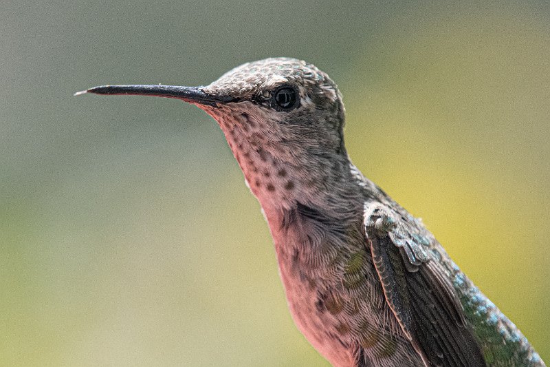D85_1100.jpg - Anna's Hummingbird