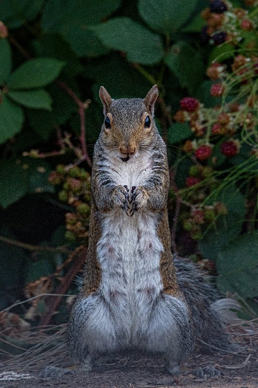 D85_1499.jpg - Squirrel