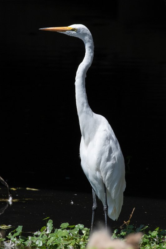 D85_1562.jpg - Great Egret