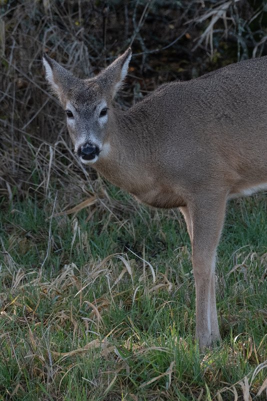 D85_9068.jpg - White-tailed Deer