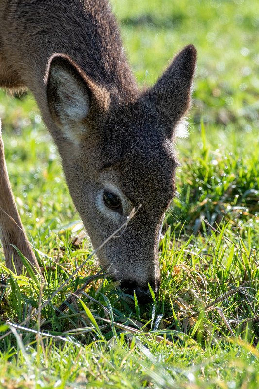 D85_9077.jpg - White-tailed Deer