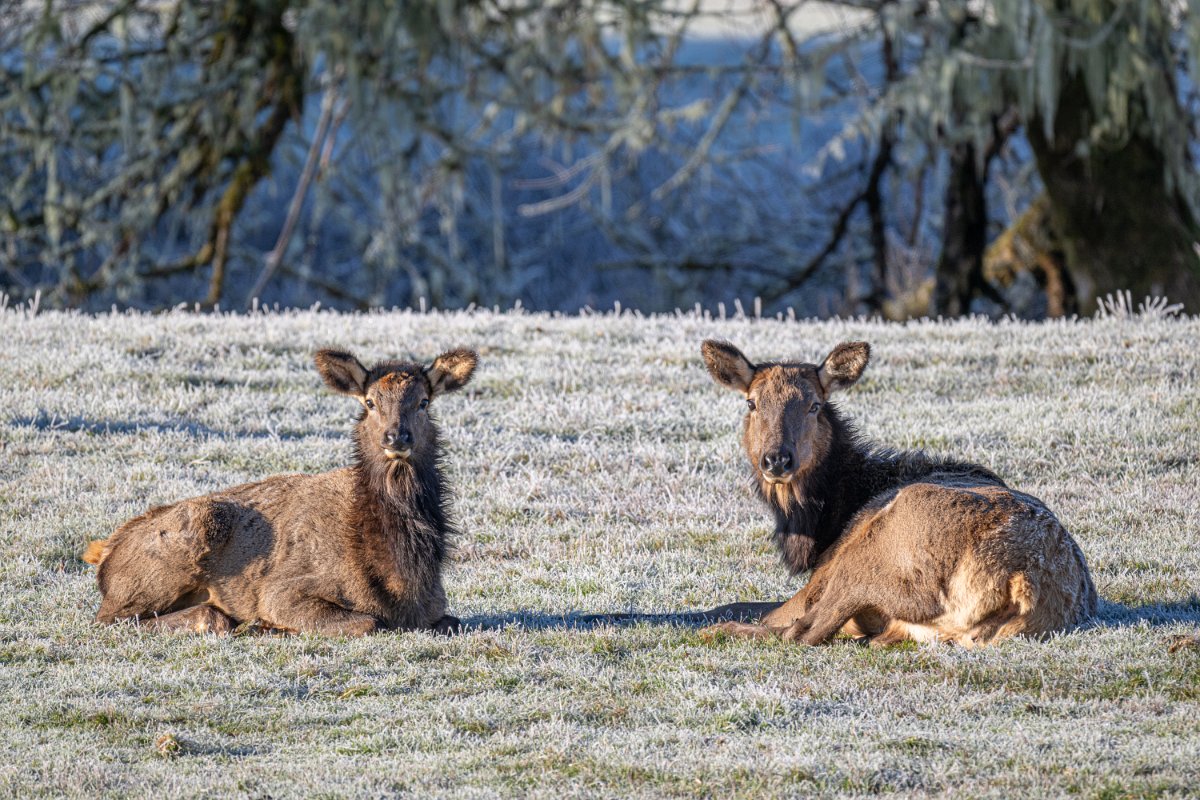Z09_9082.jpg - Elk Near Jewell