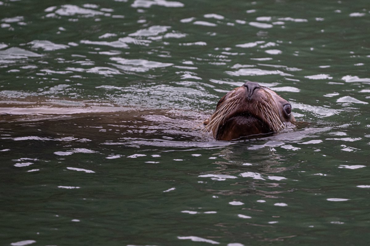 Z09_1715.jpg - Sea Lion