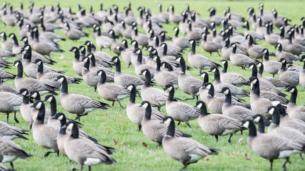 D05_1297.jpg - Cackling Geese