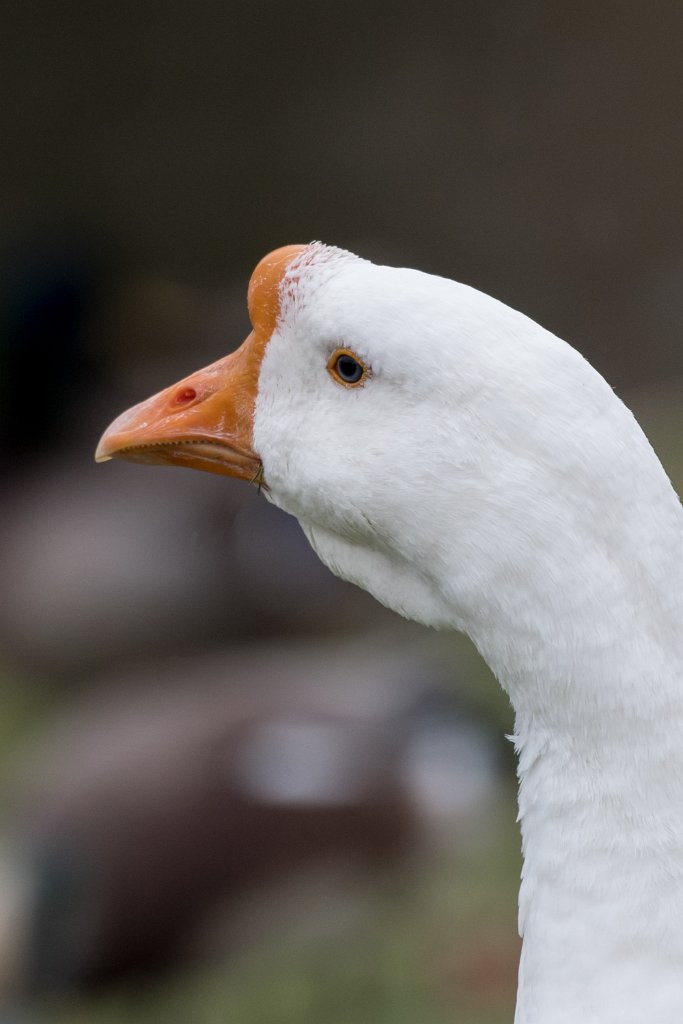 D05_2571.jpg - Chinese Goose