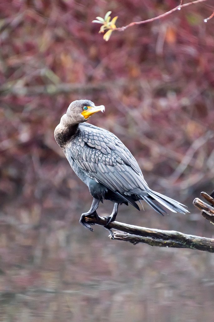 D05_4954.jpg - Double-crested Cormorant