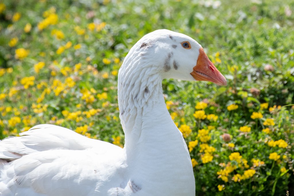 D85_3089.jpg - Chinese Goose