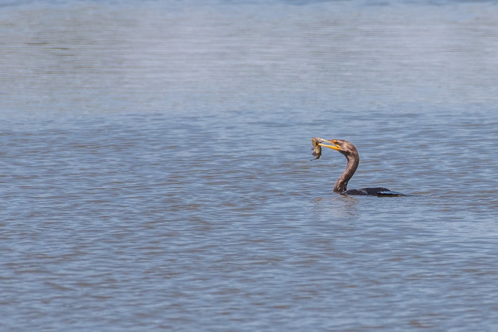 D85_5816.jpg - Double-crested Cormorant