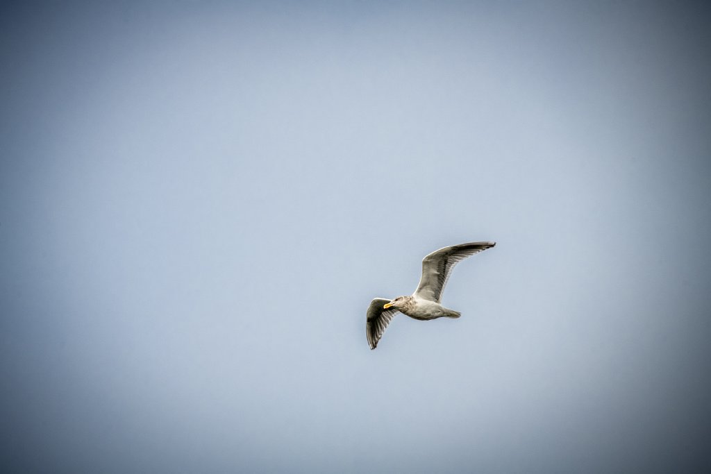 D85_5840.jpg - California Gull