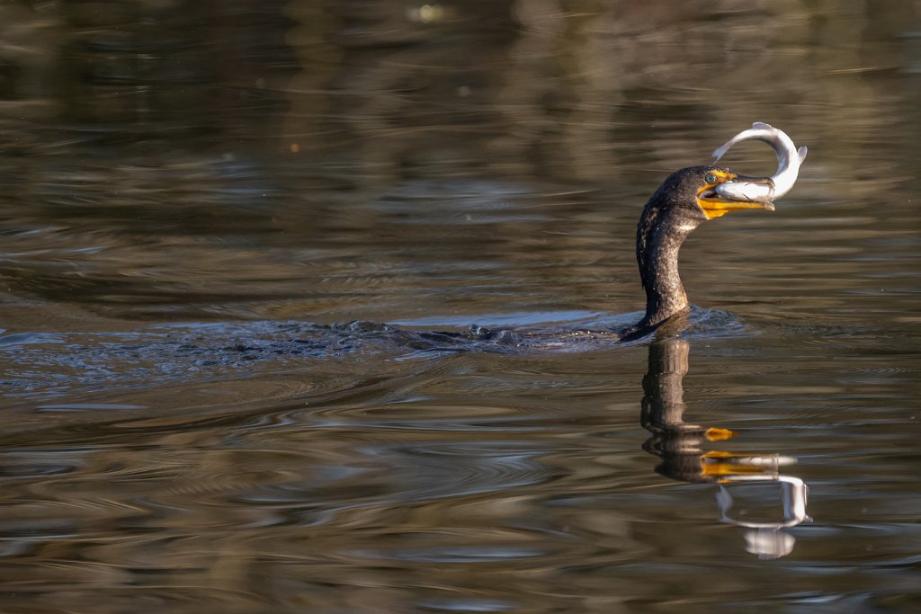 Z09_3262.jpg - Double-crested Cormorant