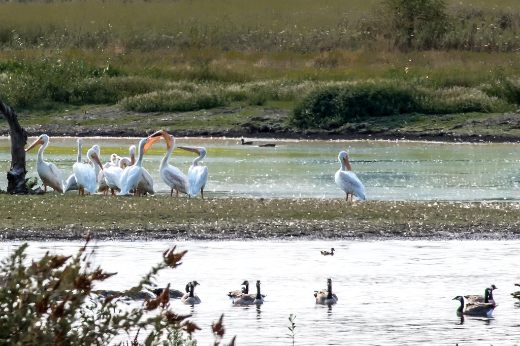 D05_3715-2.jpg - American White Pelican