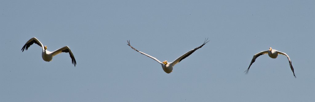 D05_4209-2.jpg - American White Pelican