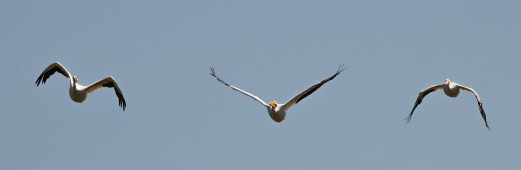 D05_4209.jpg - American White Pelican