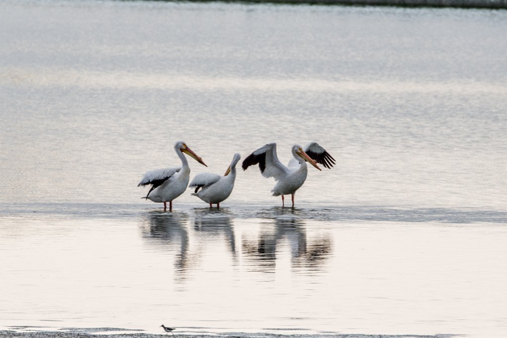 D80_5027.jpg - American White Pelican