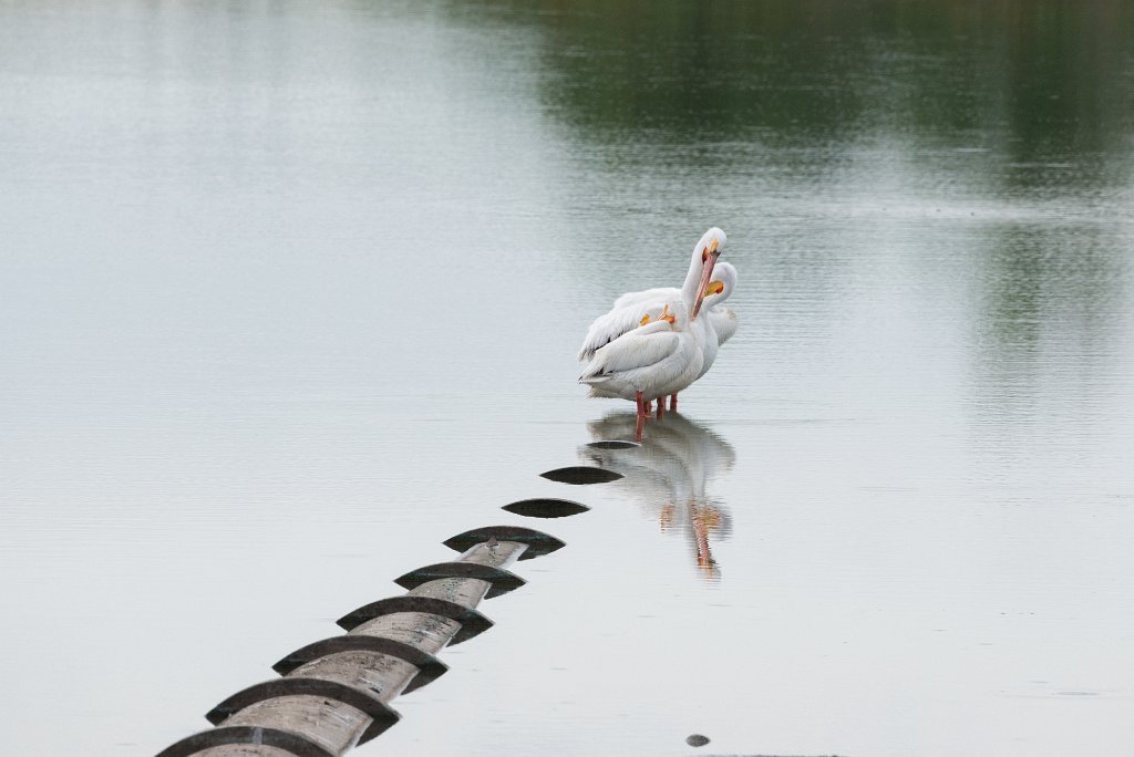 D80_5042.jpg - American White Pelican