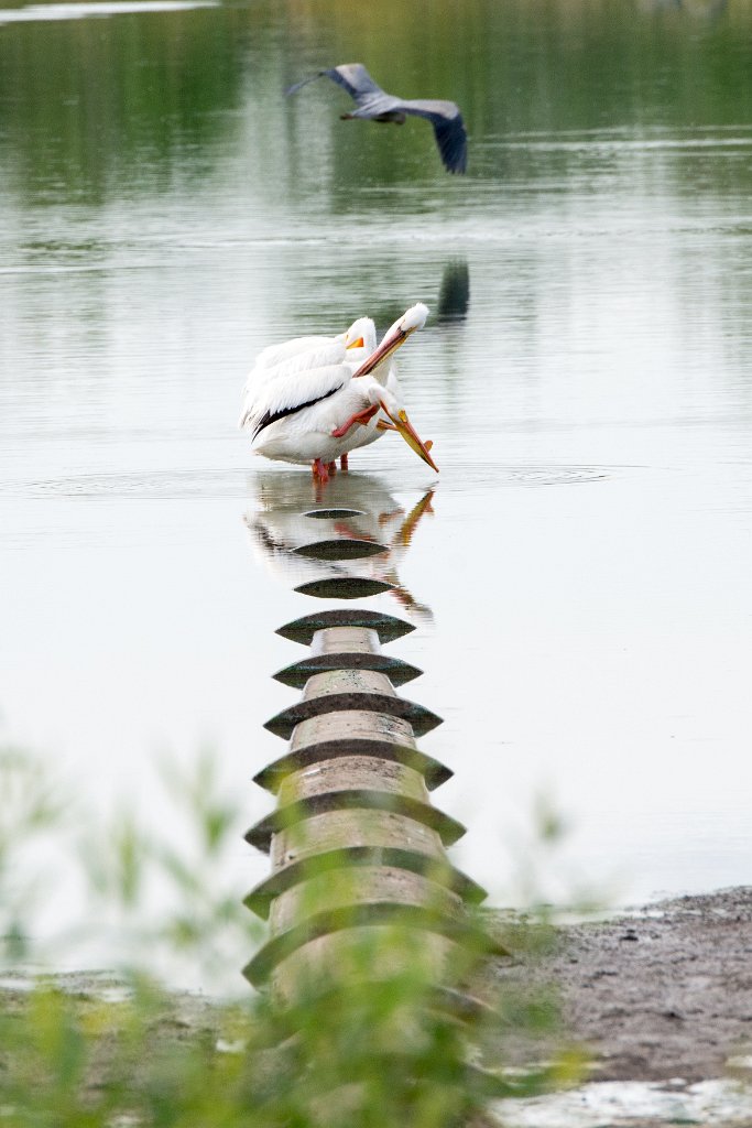 D80_5053.jpg - American White Pelican