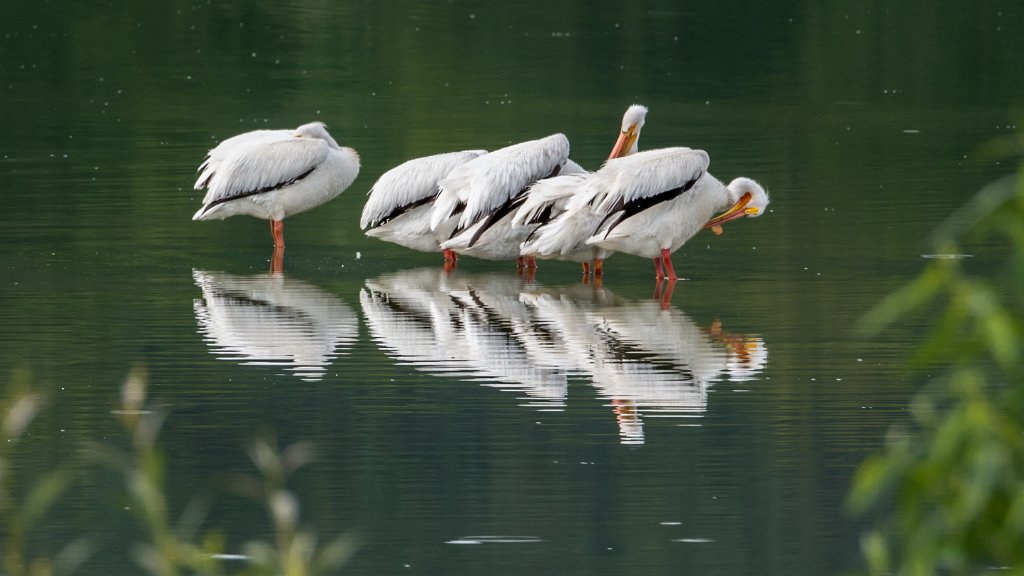 D80_5082.jpg - American White Pelican