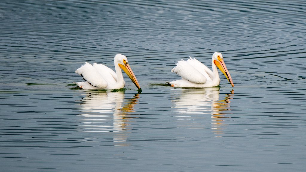 D80_5116.jpg - American White Pelican