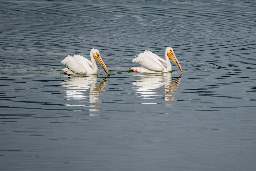 D80_5117.jpg - American White Pelican