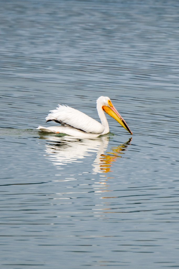 D80_5131-2.jpg - American White Pelican