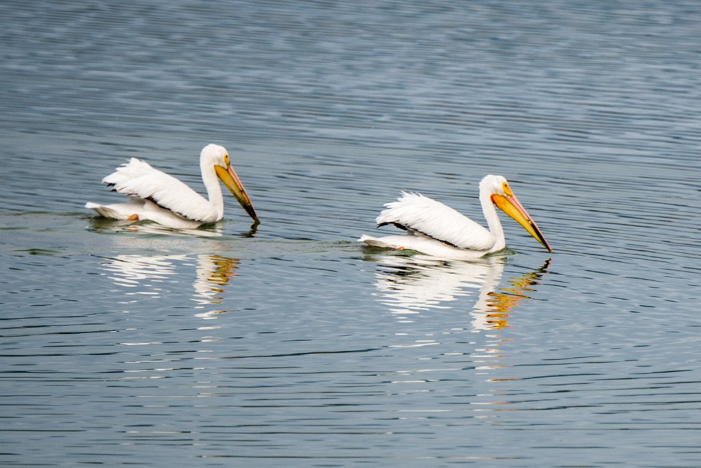 D80_5131.jpg - American White Pelican