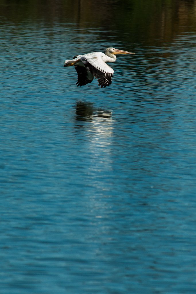 D80_6612.jpg - American White Pelican