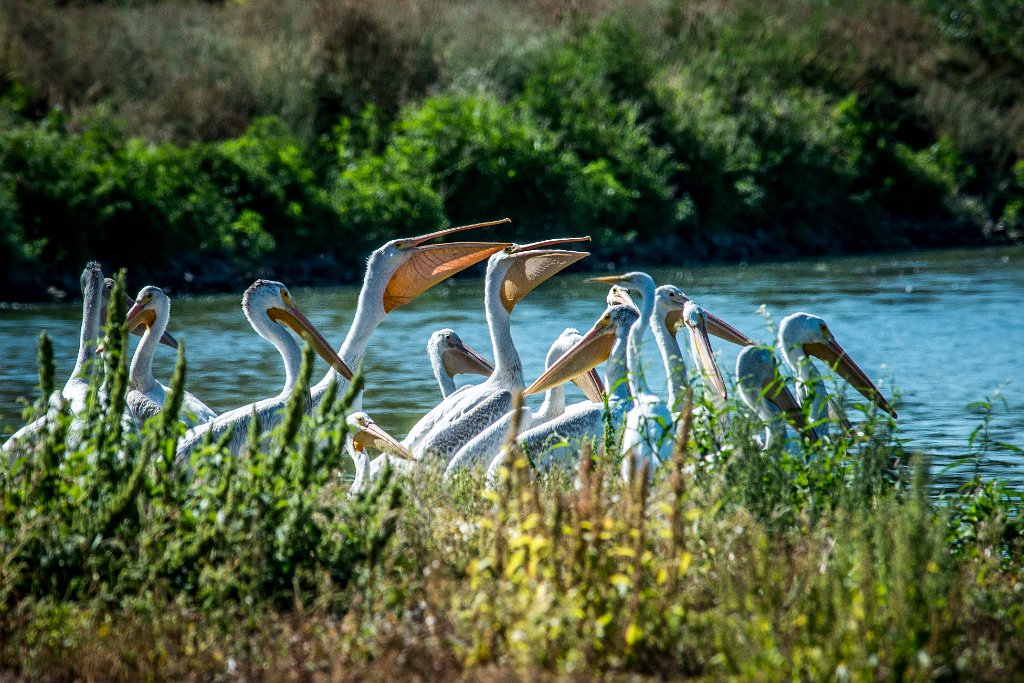 D80_6717.jpg - American White Pelican