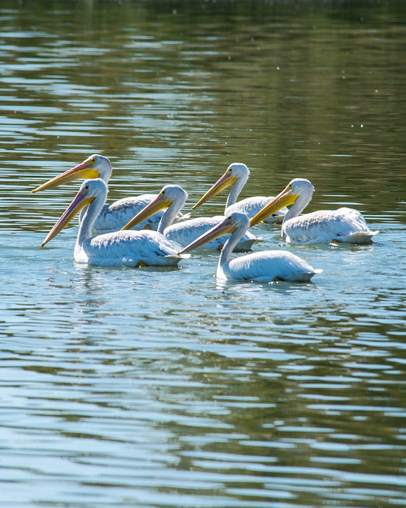 D80_6737.jpg - American White Pelican