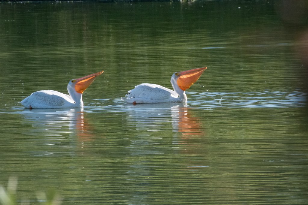 D85_8315.jpg - American White Pelican