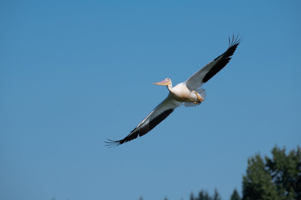 D85_8609.jpg - American White Pelican