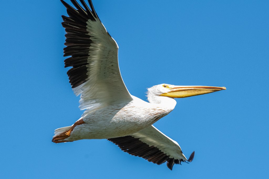 D85_8665.jpg - American White Pelican