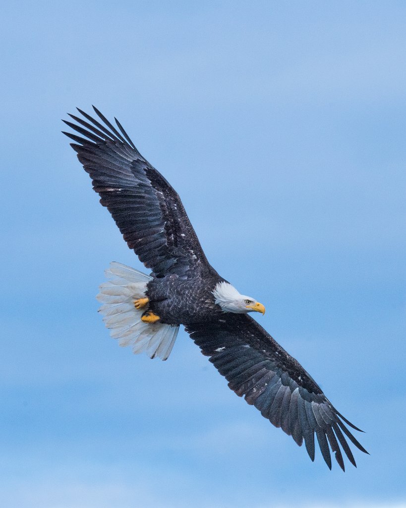 D04_0017.jpg - Bald Eagle - Nooksack River