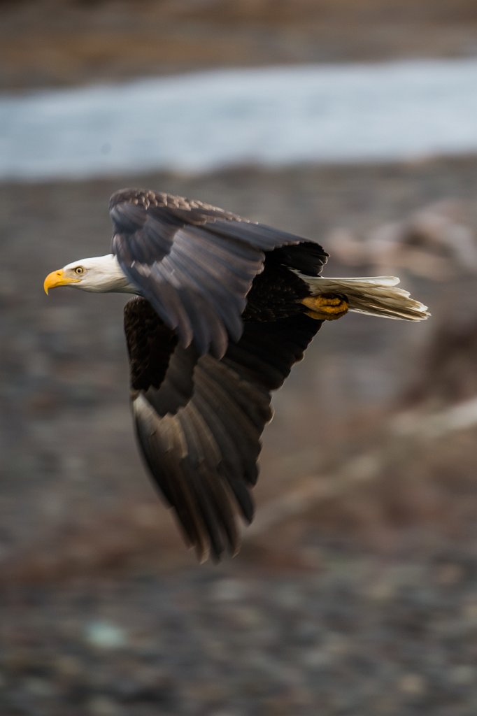 D04_0054.jpg - Bald Eagle - Nooksack River