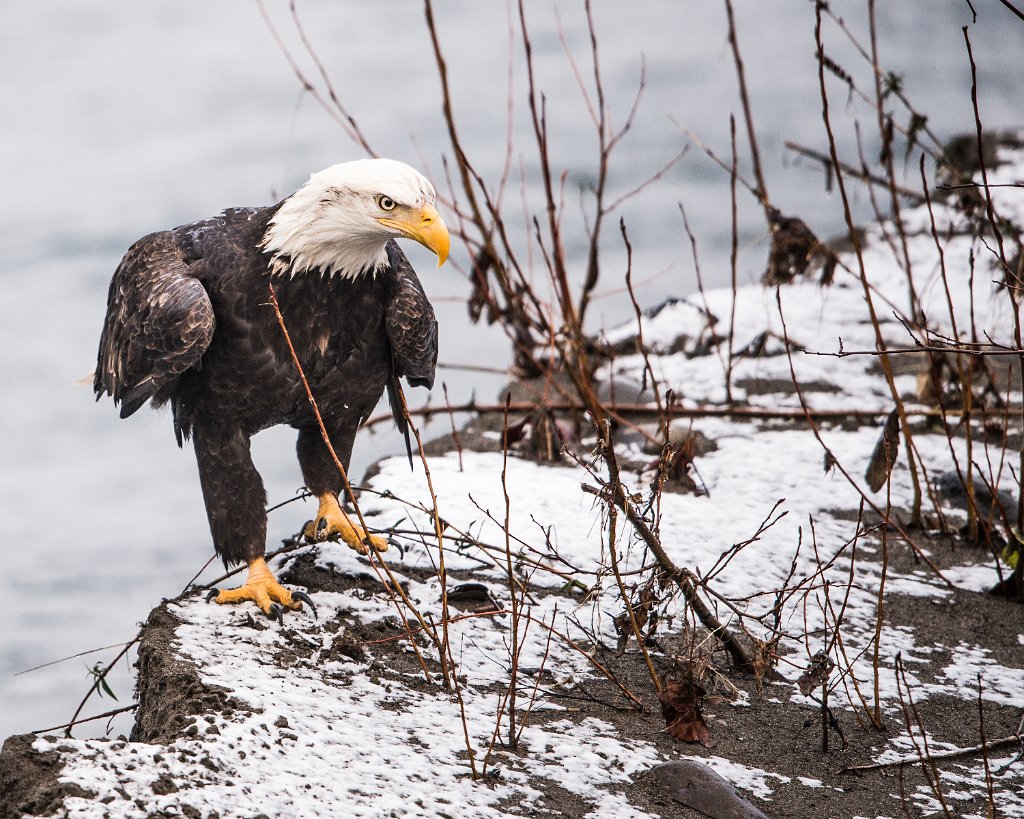 D04_9579.jpg - Bald Eagle - Nooksack River