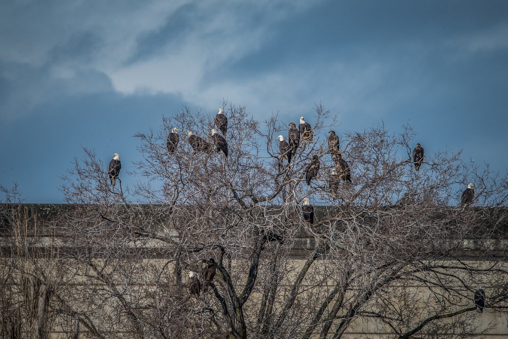 D05_1056.jpg - Bald Eagle - The Dalles Dam