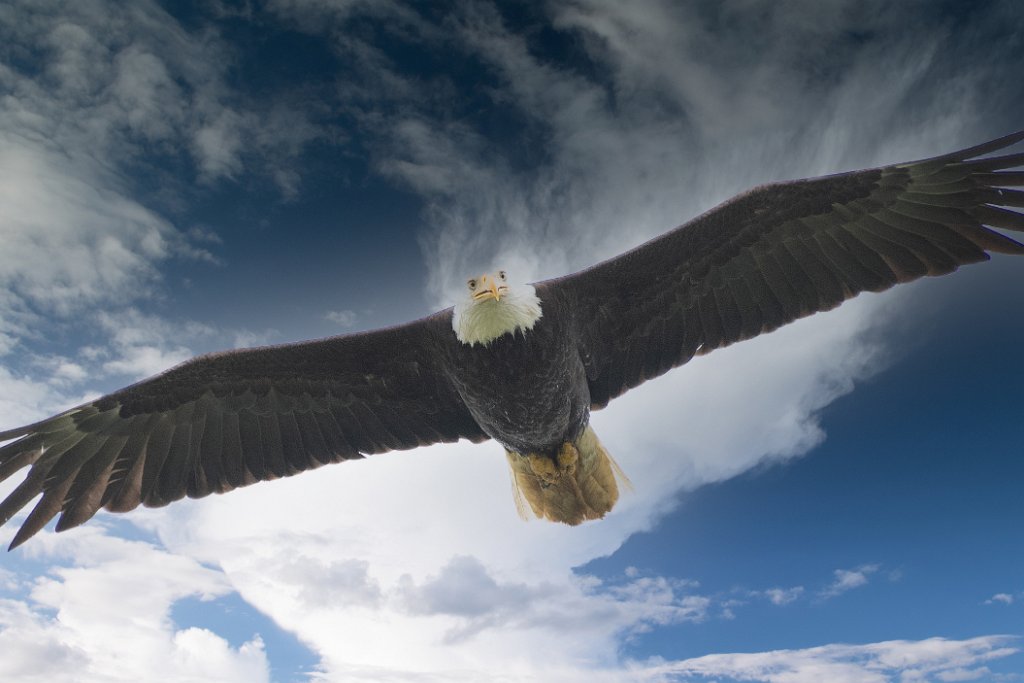 D05_3061-Edit.jpg - Bald Eagle