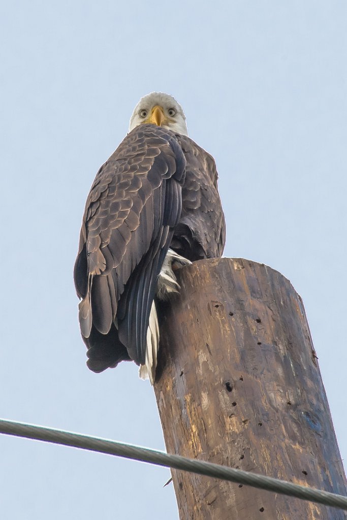 D05_3213.jpg - Bald Eagle - Bethany Lake