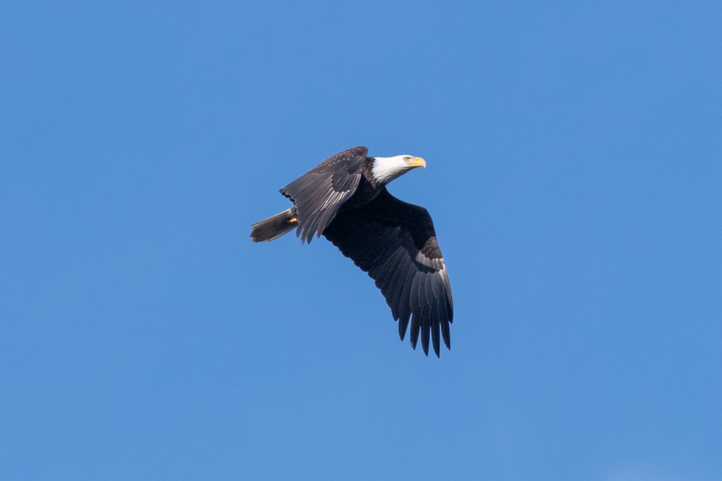 D05_4081.jpg - Bald Eagle - The Dalles Dam