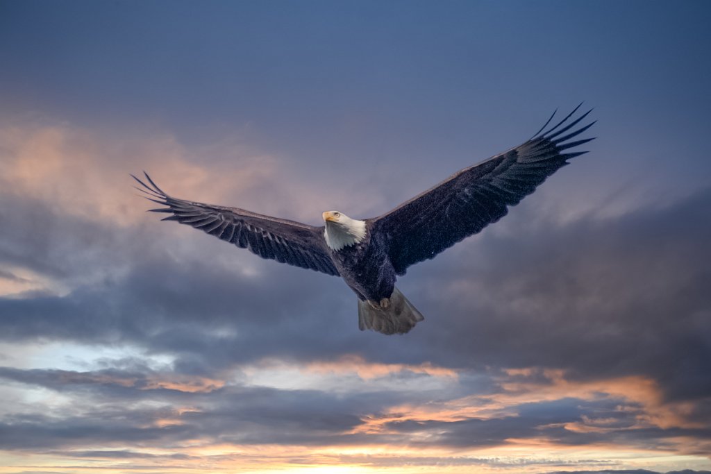 D05_4091-Edit.jpg - Bald Eagle