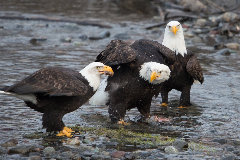 D80_4899.jpg - Bald Eagles - Nooksack River