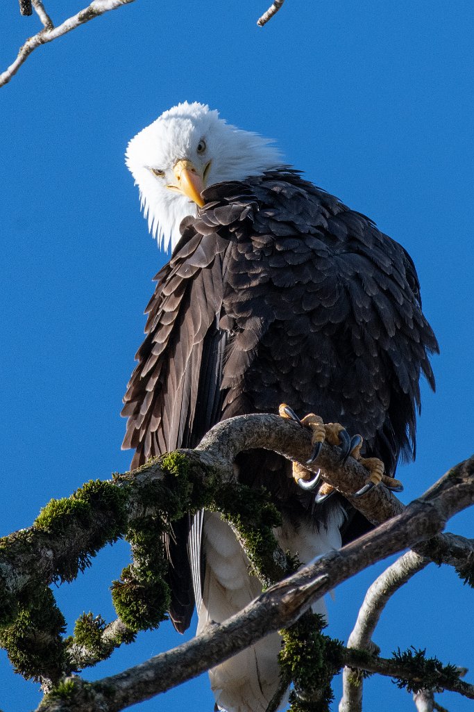 D85_0448.jpg - Bald Eagle