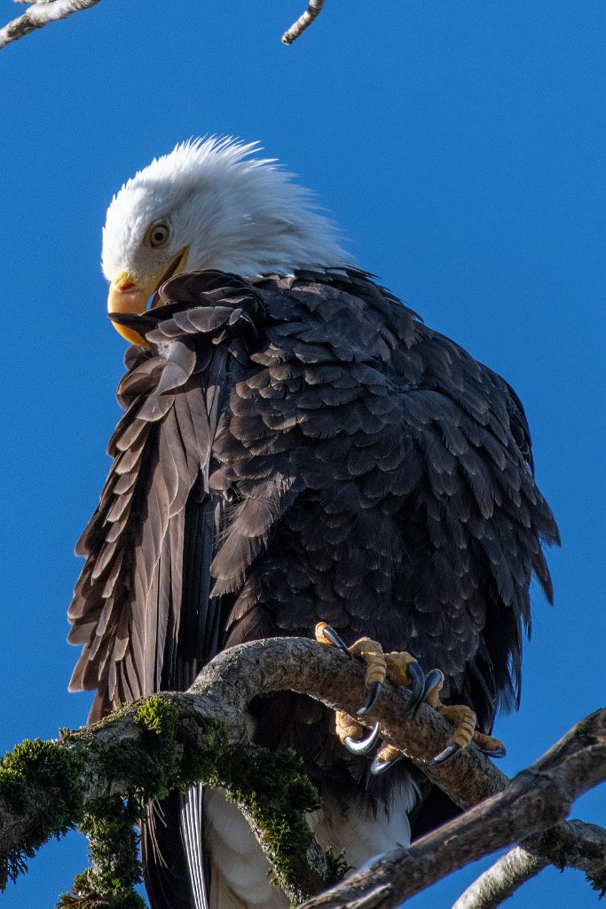 D85_0451.jpg - Bald Eagle