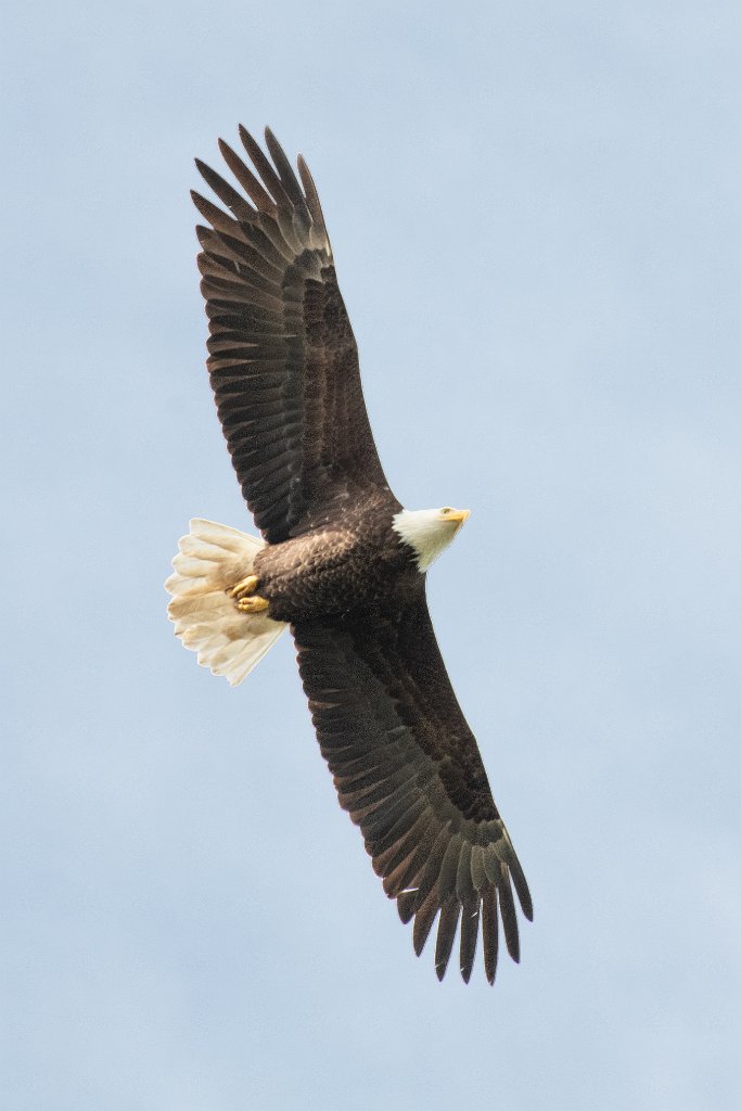 D85_2878-5.jpg - Bald Eagle