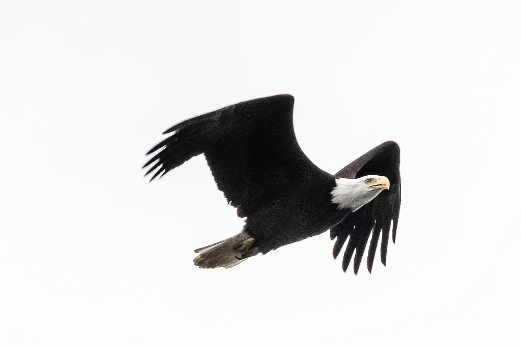 D85_3047.jpg - Bald Eagle