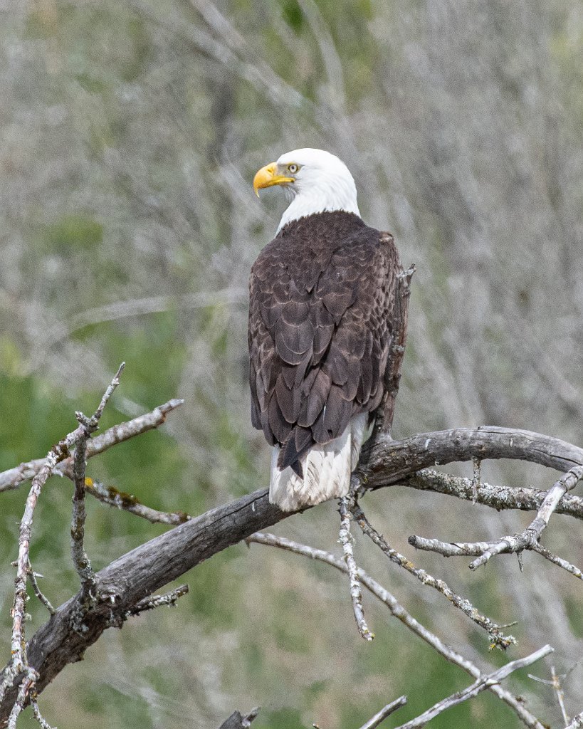 D85_3052.jpg - Bald Eagle