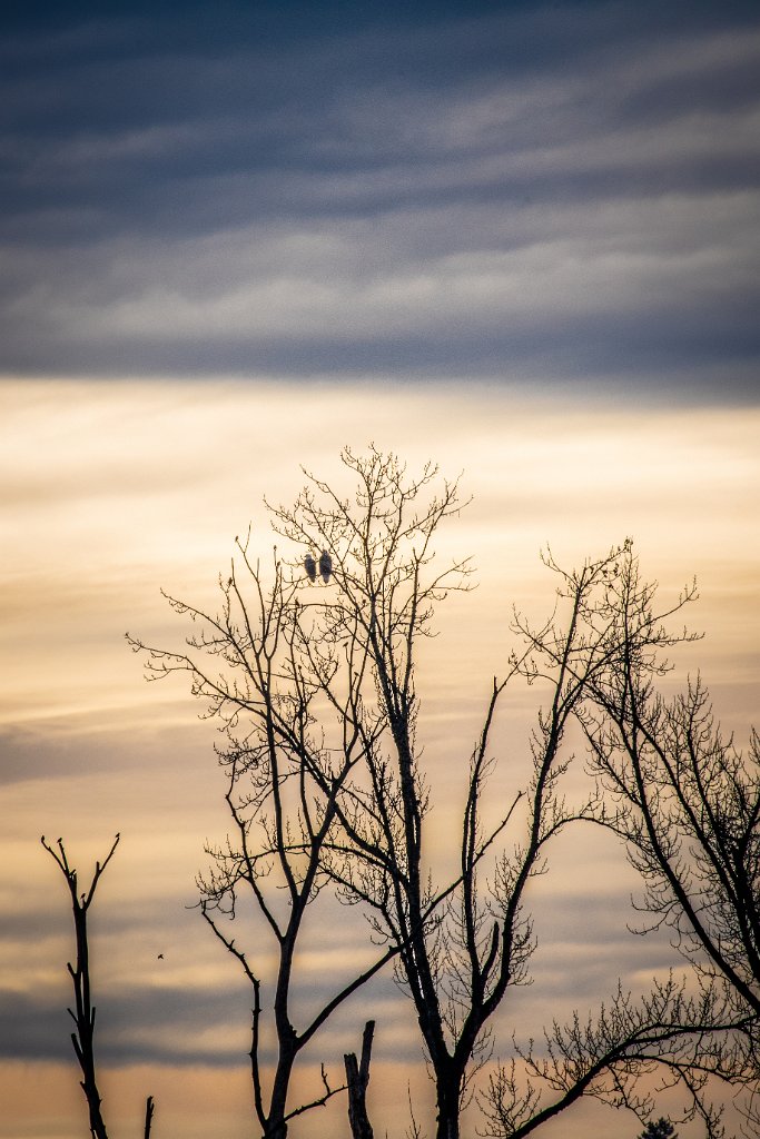 D85_4450.jpg - Bald Eagles - Fernhill Wetlands