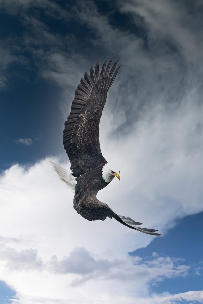 D85_5837-Edit.jpg - Bald Eagle