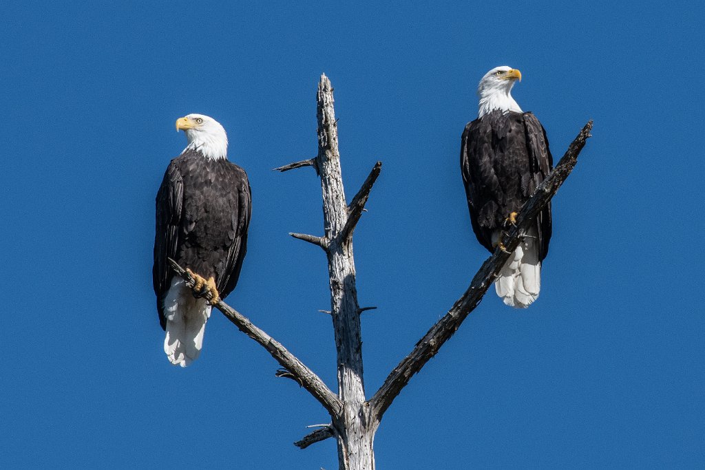 D85_5920.jpg - Bald Eagle(s) - Pacific City